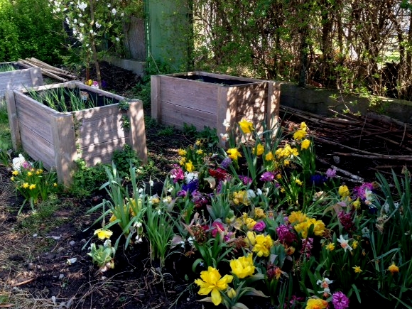 Frühlingsausbruch im Schulgarten